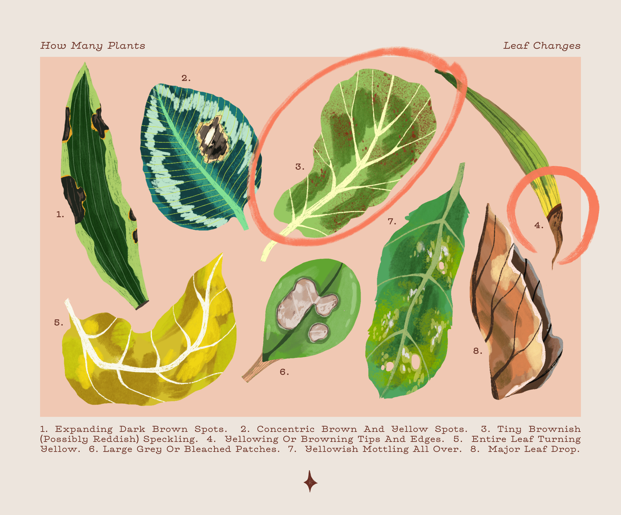 Decoding Leaf Changes in Your Houseplant